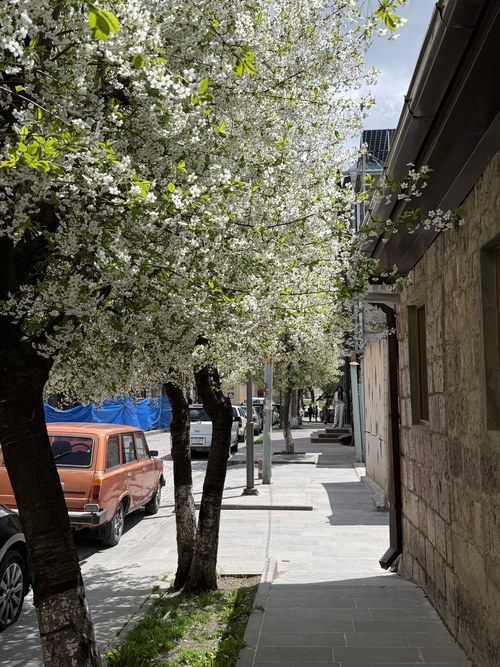 A cherry blossom-lined sidewalk past parked cars and stone buildings, Abovyan Street, Gyumri, Armenia