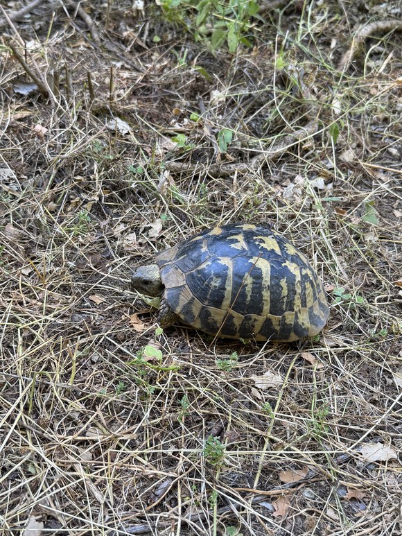 Small tortoise with a black and yellow patterned shell walking through dry grass, Holy Spirit Rock hike, Greece