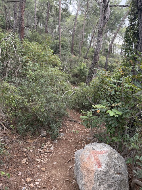 Narrow dirt trail through pine forest with a red painted waymark on a boulder, Lycian Way, Turkiye