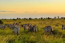 Tanzania Travel Guide